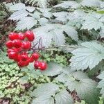 Actaea rubra 果實