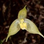 Bulbophyllum aphanopetalum Blüte
