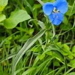 Commelina tuberosa পাতা