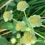 Bupleurum angulosum Квітка