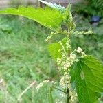 Urtica dioicaFlower