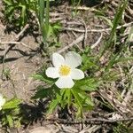 Anemone canadensis Blomst