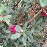 Rhododendron arboreum Alia