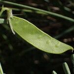 Vicia monantha Fruit