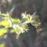 Encelia californica പുഷ്പം