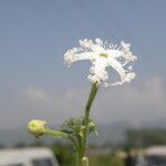 Trichosanthes cucumerina Blüte