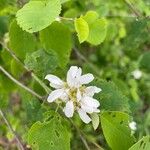 Amelanchier alnifolia Blomma