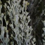 Artemisia tripartita Hábito