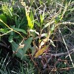 Persicaria punctata Habit