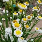 Ammobium alatum Flower