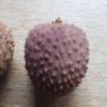 Litchi chinensis ഫലം