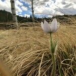 Pulsatilla patens Blatt