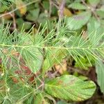 Asparagus umbellatus Other