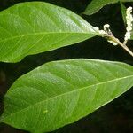 Trophis racemosa Feuille