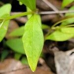 Claytonia caroliniana Hoja