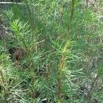 Artemisia campestris Leaf