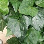 Hedera canariensisLeaf