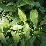 Tricyrtis formosana Hoja