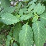 Brugmansia arborea 葉