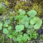 Saxifraga rotundifolia 整株植物