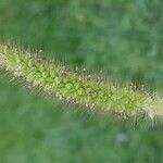 Setaria viridis Flower