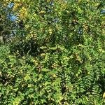 Caragana arborescens عادت داشتن