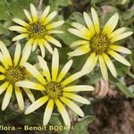 Arctotheca calendula Cvijet