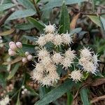 Baccharis salicina Çiçek