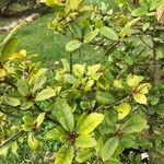 Quercus phillyreoides Folha