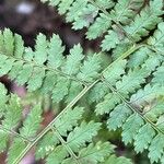Dryopteris intermedia Corteza