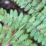 Dryopteris intermedia چھال