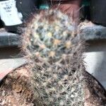 Mammillaria prolifera Fuelha