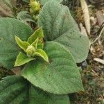 Clerodendrum infortunatum Blad