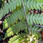 Dryopteris filix-mas Blatt