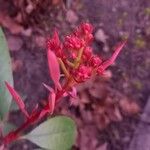 Photinia fraseri Цветок