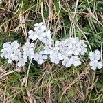 Achillea clavennae Habit