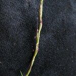 Tripogon filiformis Fruto