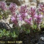 Thymus dolomiticus आदत