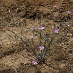 Stephanomeria exigua عادت