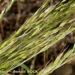 Vulpia unilateralis 葉