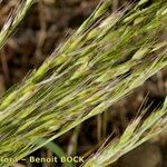 Festuca maritima Leht