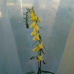 Linaria vulgaris Кветка