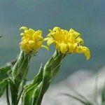 Scorzonera austriaca Flor
