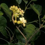 Huberodendron