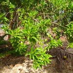 Bontia daphnoides Habit