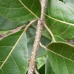 Cordia alliodora Otro
