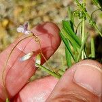 Vicia tetrasperma Flower