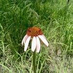 Echinacea purpureaBlüte