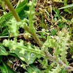 Senecio vernalis Hoja