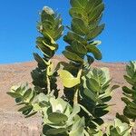 Calotropis procera Blatt